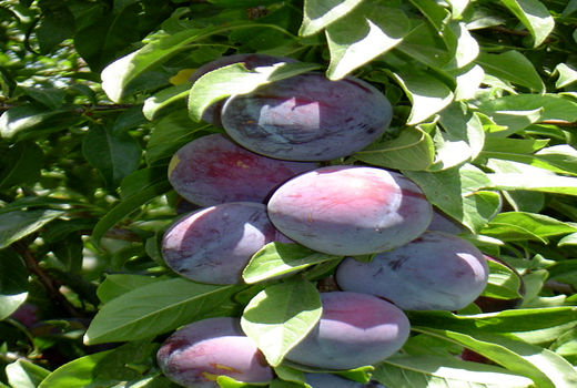 93 تن آلو در باغات شهرستان البرز تولید شد