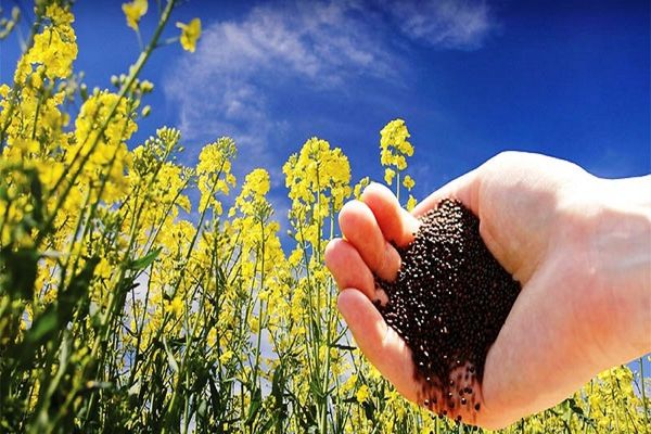 بیش از ده هزار کیلوگرم بذر کلزا در بین کشاورزان استان تهران توزیع شد