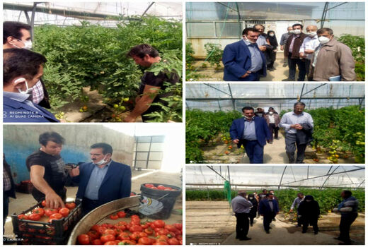  وجود ۱۰۱واحد گلخانه به مساحت ۳۰ هکتار در شهرستان تبریز