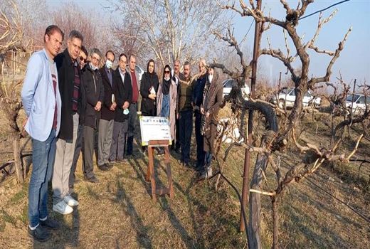 اجرای پایلوت آبیاری قطره‌ای زیر سطحی در استان آذربایجان شرقی جهت مصرف بهینه آب کشاورزی