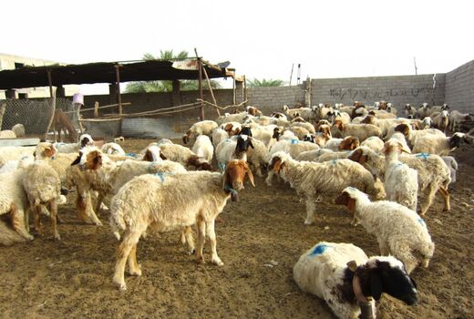 از ثبت رکورد تا انتخاب قوچ؛ راهکار کم هزینه برای ارتقای گله های بومی