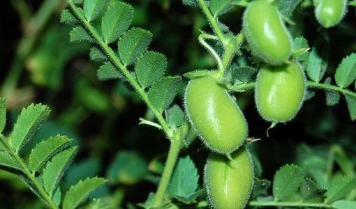 افزایش عملکرد و کاهش هزینه نخود با کشت پاییزه 