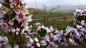 روشهای مقابله با سرمازدگی در باغات سامان طراحی شد