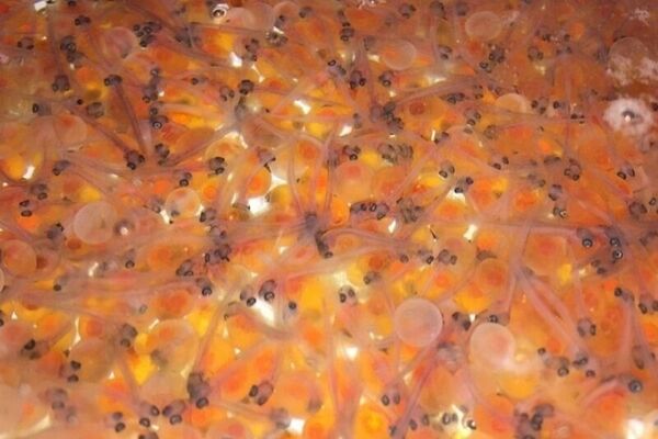 ورود تخم های چشم زده برند معتبر به بروجرد؛ جهشی نو در ارتقای کیفیت آبزی پروری لرستان