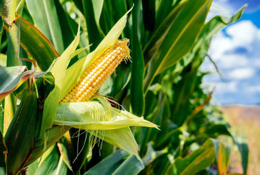 کاهش 13 درصدی کشت ذرت در بیضا 