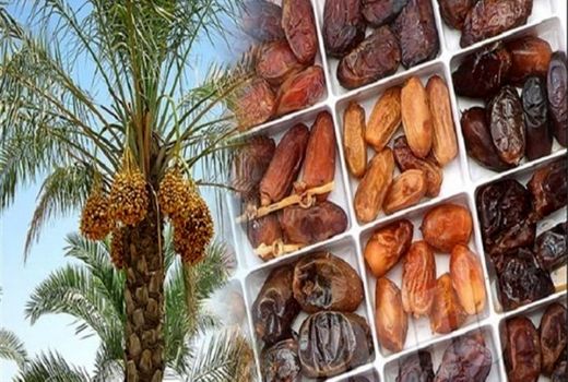 افزایش ۱۰ درصدی حجم تولید و کیفیت خرما در کشور