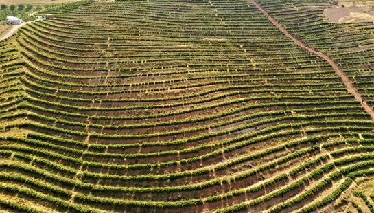 برداشت گل محمدی شهرستان فارسان 