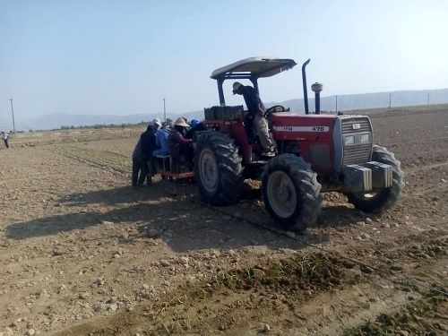 کاشت مکانیزه پیاز برای اولین بار در خنج 