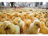 ثبت 1.8 میلیون قطعه جوجه‌ریزی در سامانه سماسط محمودآباد