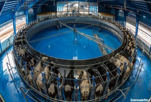 افزایش ۲۱ درصدی تولید شیر در استان قزوین؛ تولید به ۹۸۱ هزار تن رسید