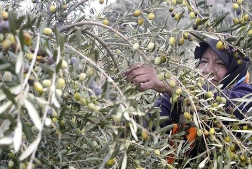 آغاز برداشت زیتون نوبرانه در رودبار