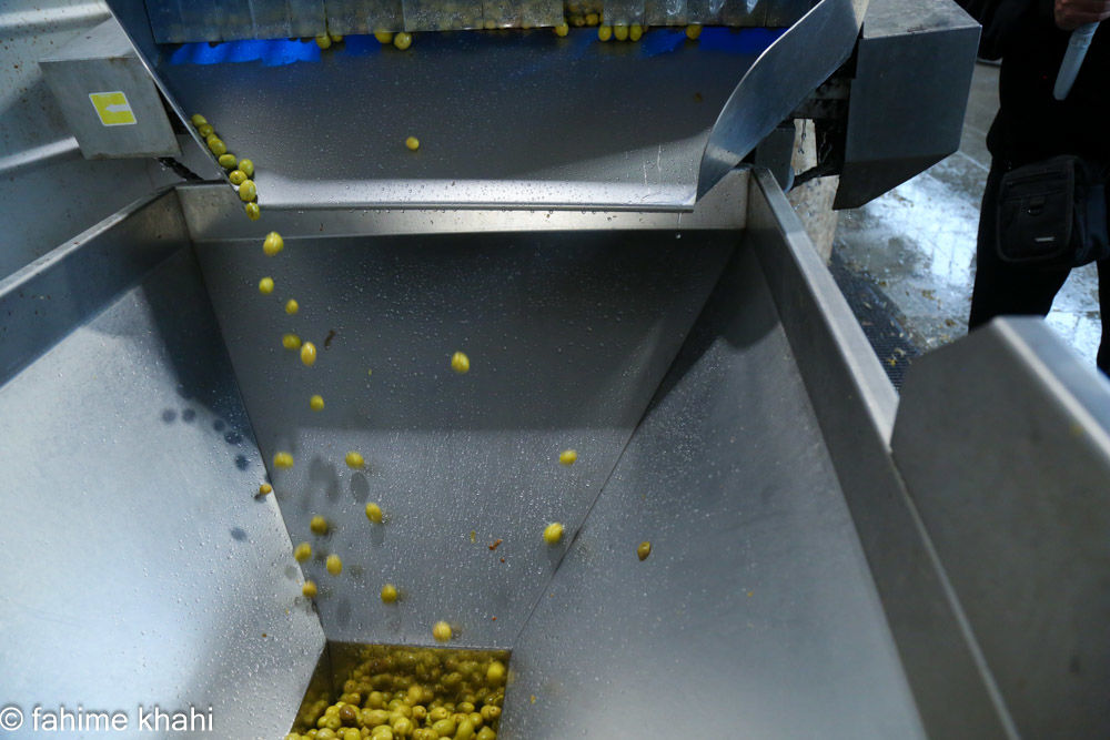 از لمس شاخه تا عصاره ی نور  