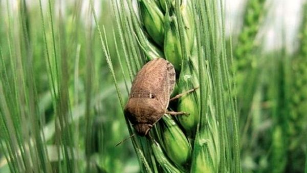 مبارزه با «سن گندم» در هشت هزار و ۵۰۰ هکتار از مزارع استان اصفهان