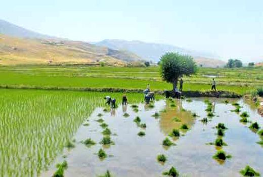 پیش‌بینی برداشت بیش از ۵ تن برنج در هر هکتار از شالیزارهای سیروان