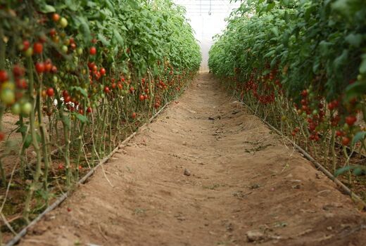 ایجاد زنجیره تولید در کنار توسعه گلخانه‌های شهرستان درمیان