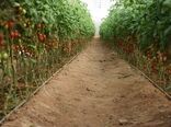 ایجاد زنجیره تولید در کنار توسعه گلخانه‌های شهرستان درمیان