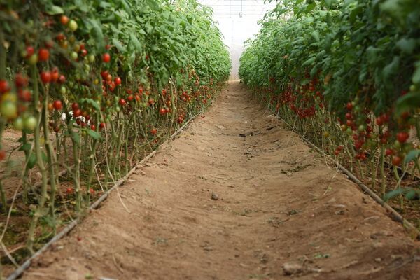 ایجاد زنجیره تولید در کنار توسعه گلخانه‌های شهرستان درمیان