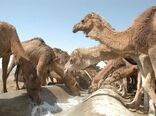 59 طرح تولیدات دامی درسیستان وبلوچستان افتتاح شد
