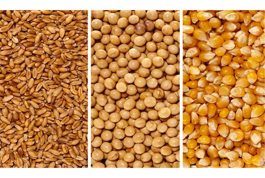 توزیع 136 هزار تن نهاده به دامداران مازندرانی