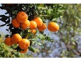 صادرات طلای نارنجی مازندران از ۲۰ هزار تن گذشت