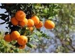 صادرات طلای نارنجی مازندران از ۲۰ هزار تن گذشت