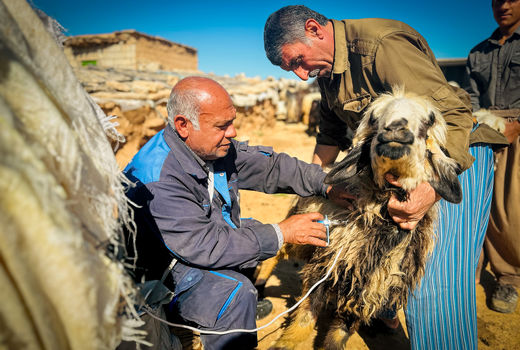 انجام رایگان واکسیناسیون سراسری دام‌های سبک و سنگین در خوزستان