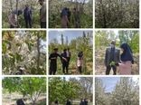 ردیابی کرم خراط و مگس میوه مدیترانه‌ای در شهرستان بردسیر