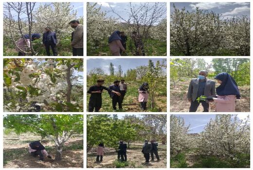 ردیابی کرم خراط و مگس میوه مدیترانه‌ای در شهرستان بردسیر