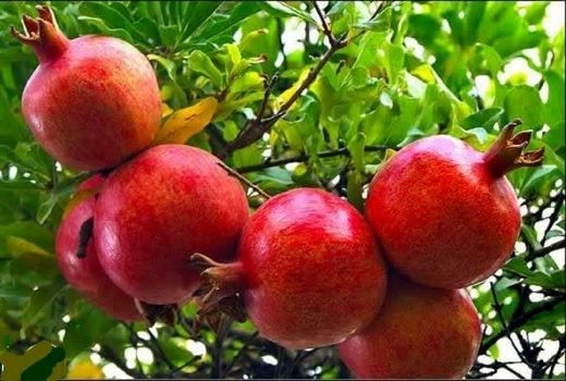 افزایش ۲۰ درصدی تولید انار در آذربایجان غربی