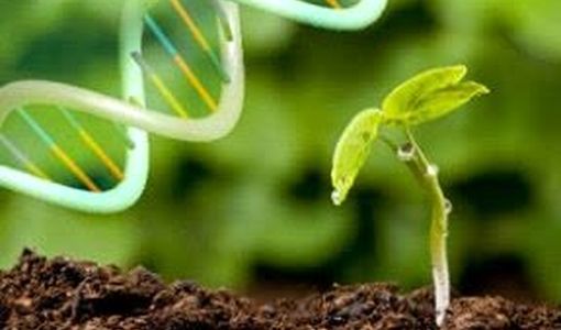 مشارکت بین‌المللی پژوهشگران صفی‌آباد در تألیف کتاب تولید گیاهان مقاوم به بیماری