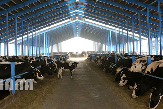 40 هزار راس دام پروار بی‌بازار مانده، باید صادر شود