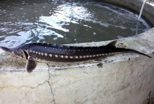 افزایش تولید با بهره برداری از استخرهای ذخیره آب کشاورزی در راستای پرورش آبزیان  