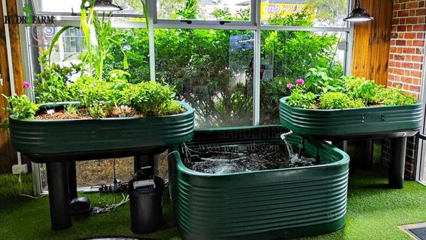 مصرف آب کمتر؛ مزیت کشت آکواپونیک