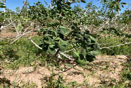 30 هزار هکتار از باغات شهرستان زرند در جریان سرمازگی فروردین 1400 دچار خسارت شدند