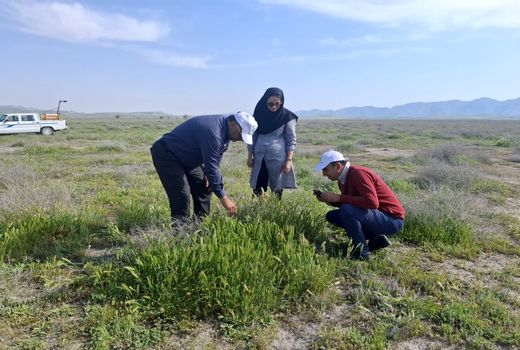مبارزه با ملخ مراکشی در حوزه بستر تالاب پریشان