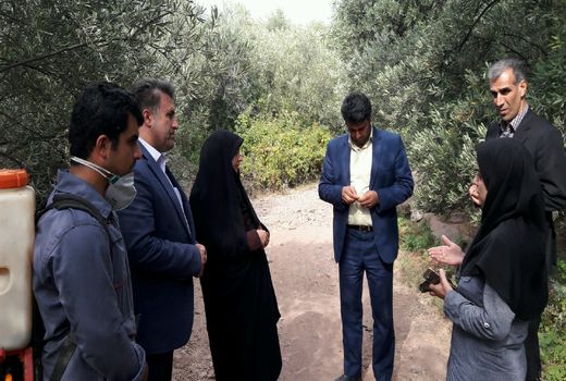 آغاز عملیات مبارزه با آفت مگس زیتون