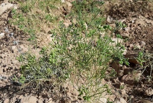 برداشت بیش از 56 تن زیره از ارضی کشاورزی شهرستان دامغان