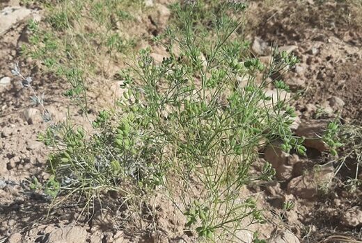 برداشت بیش از 56 تن زیره از ارضی کشاورزی شهرستان دامغان