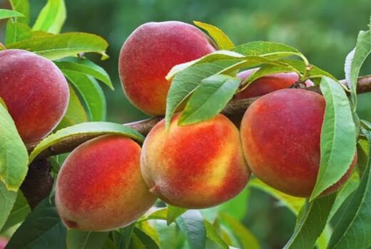 آغاز برداشت بیش از 65 هزار تن هلو از باغات آذربایجان غربی