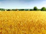  برداشت  74هزار تن جو از مزارع استان کرمان در سال جاری