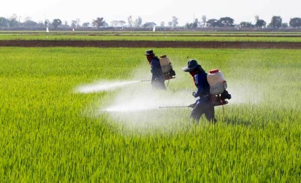 اقدامات مبارزه با سن غلات، بیماریها و علفهای هرز سازمان جهاد کشاورزی خراسان شمالی