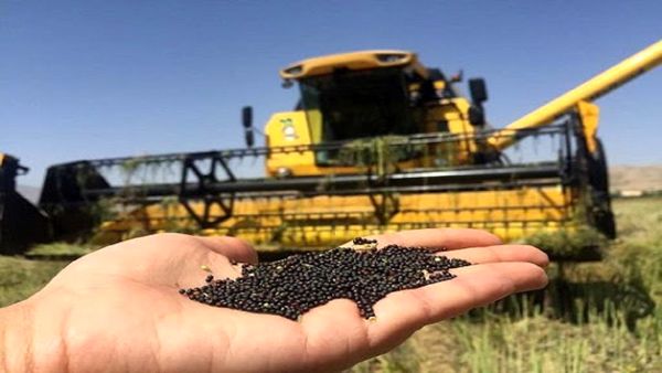 خرید کلزا در چهارمحال و بختیاری ۶ برابر افزایش یافت