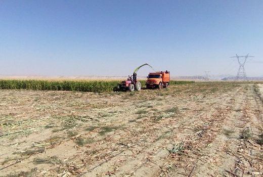 تولید 10 هزار تن ذرت علوفه ای در خنج 