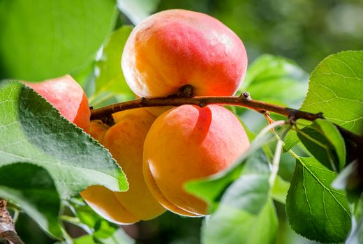 پنج درصد از زردآلوی مرغوب سمنان به برگه تبدیل شد