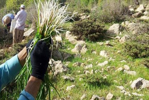 کشت 1000 هکتار گیاهان دارویی در سمیرم‎ ‎