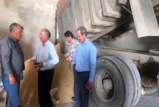 آغاز خرید تضمینی جو توسط شبکه تعاون روستایی آذربایجان شرقی