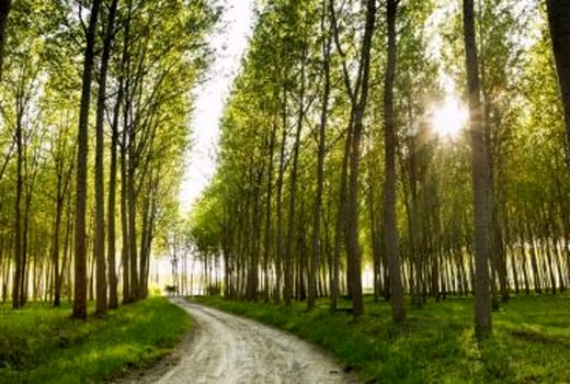 توزیع 150 هزار نهال کبوده در چهارمحال و بختیاری