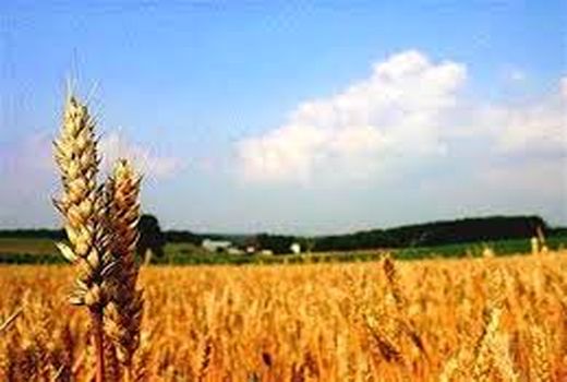 آموزش روشهای صحیح تغذیه گندم گام موثری در تولید محصولات زراعی