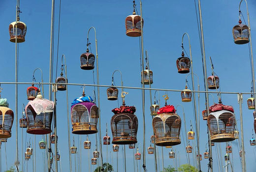 مسابقه آوازخوانی پرندگان در تایلند
