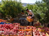 شهرضا با تولید سالیانه ۲۵ هزار تن انار رتبه‌ اول استان را دارد